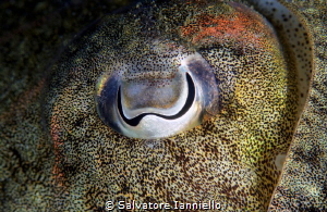 Eye by Salvatore Ianniello 